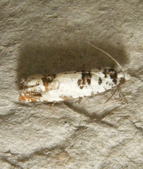 Eucosma campoliliana - photo 8