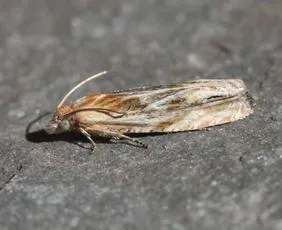 Eucosma cana - Eucosma cana