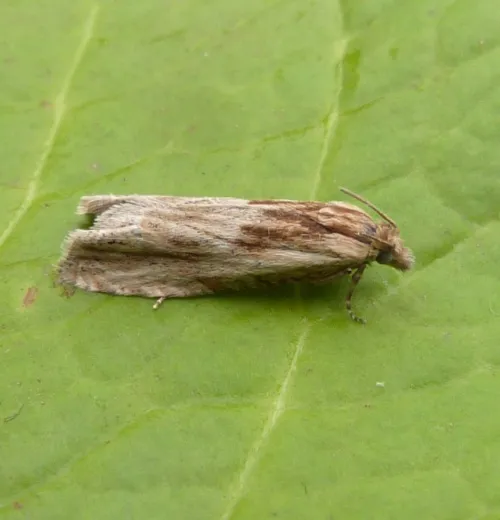Eucosma cana - photo 2