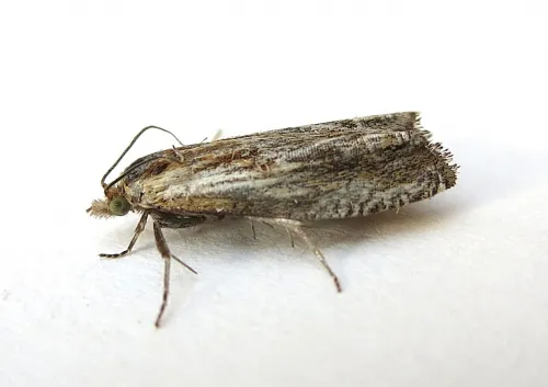 Eucosma cana - photo 3