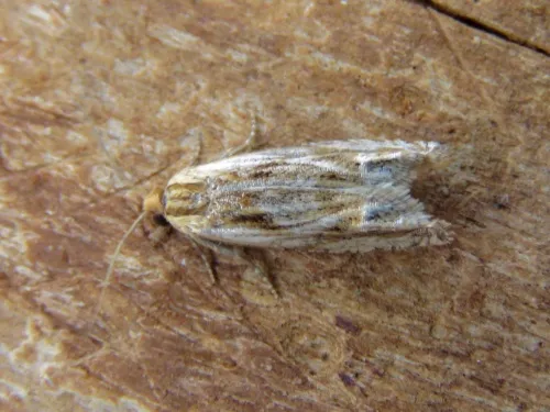 Eucosma cana - photo 4
