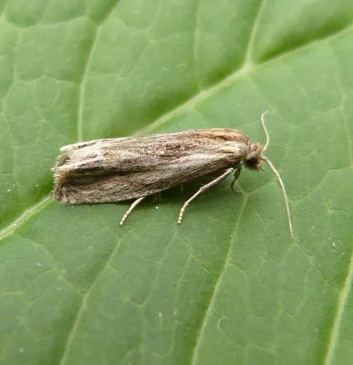 Eucosma cana - photo 5