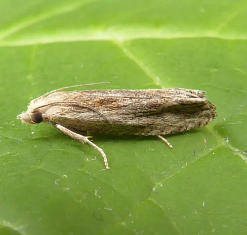 Eucosma cana - photo 6