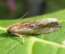 Eucosma cana - photo 7
