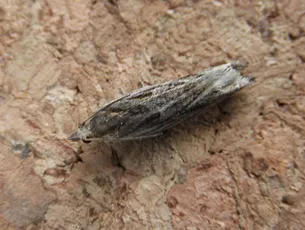 Eucosma cana - photo 8