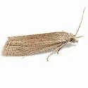 Eucosma canusana - Hodges#3004.2 - photo 2