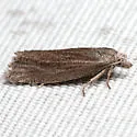 Eucosma canusana - Hodges#3004.2 - photo 4