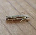 Striped Eucosma - Hodges#2968
