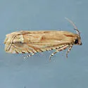 Eucosma clementeana - Hodges#2969.6 - photo 2