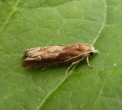 Eucosma conterminana - photo 2