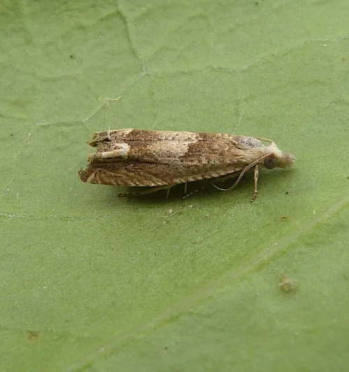 Eucosma conterminana - photo 3