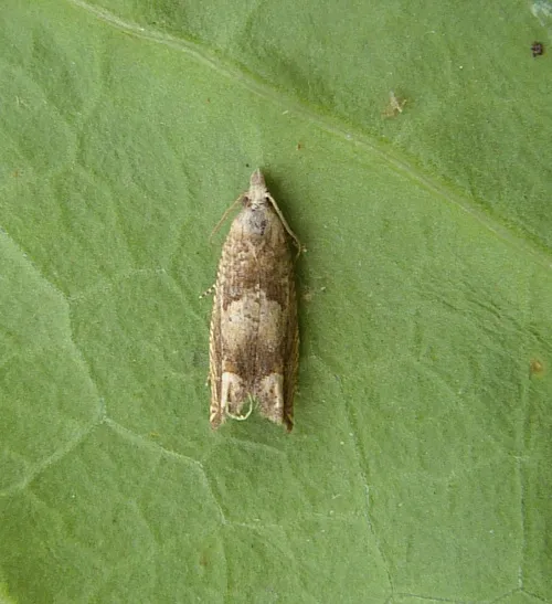 Eucosma conterminana - photo 4