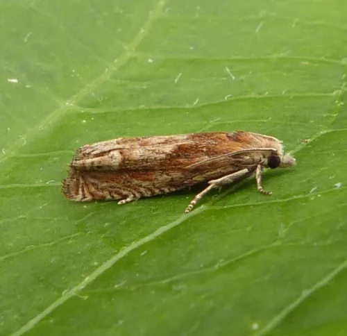 Eucosma conterminana - photo 5