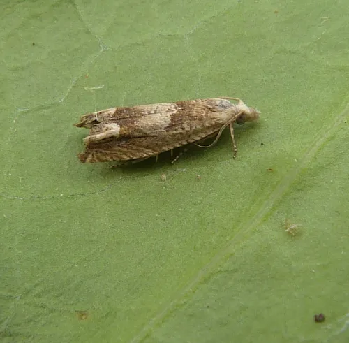 Eucosma conterminana - photo 6