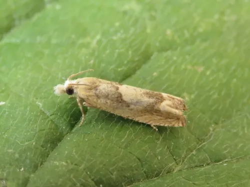 Eucosma conterminana - photo 7