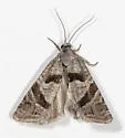 Eucosma convergana - Hodges#2940 - photo 2