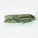 Eucosma crassana - Hodges#2966