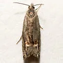 Eucosma donahuei - Hodges#2960.1 - photo 2