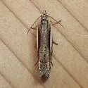 Eucosma dorsiatomana - Hodges#2972
