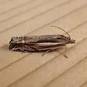 Eucosma dorsiatomana - Hodges#2972 - photo 2