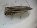 Eucosma dorsiatomana - Hodges#2972 - photo 4