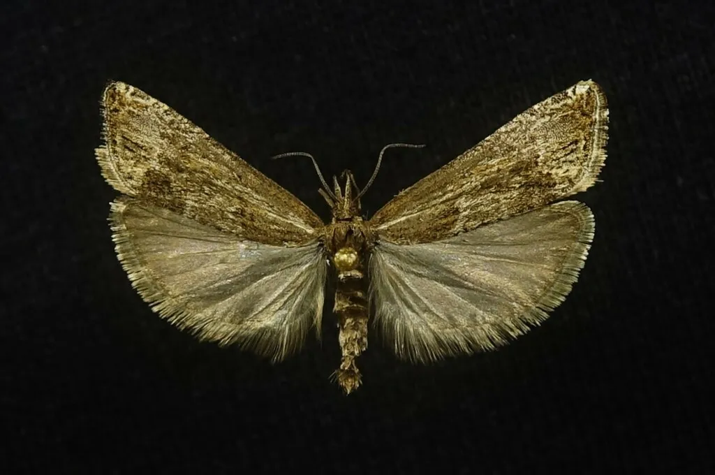 Eucosma elongana - Hodges#2952 - photo 2