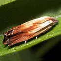 Eucosma ferruginana - Hodges#2915 - Eucosma ferruginana