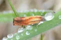Eucosma ferruginana - Hodges#2915 - photo 4