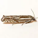 Eucosma fertoriana - Hodges#2965