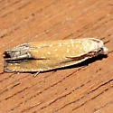 Eucosma floridana - Hodges#3144 - Eucosma floridana