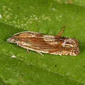 Beautiful Eucosma Moth - Hodges#2916 - Eucosma formosana