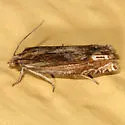 Beautiful Eucosma Moth - Hodges#2916 - photo 2
