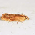 Beautiful Eucosma Moth - Hodges#2916 - photo 3