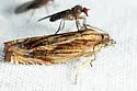 Beautiful Eucosma Moth - Hodges#2916 - photo 4