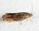 Beautiful Eucosma Moth - Hodges#2916 - photo 5