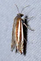 Eucosma fulvotegulana - Hodges#2971.1 - Eucosma fulvotegulana
