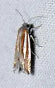 Eucosma fulvotegulana - Hodges#2971.1 - photo 3