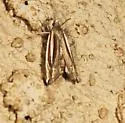 Eucosma fulvotegulana - Hodges#2971.1 - photo 4