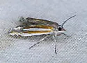 Eucosma fulvotegulana - Hodges#2971.1 - photo 5
