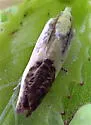 Giant Eucosma - Hodges#3098 - Eucosma giganteana