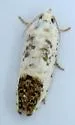 Giant Eucosma - Hodges#3098 - photo 4