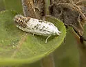 Giant Eucosma - Hodges#3098 - photo 5