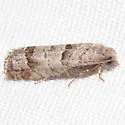 Eucosma gomonana - Hodges#3110 - Eucosma gomonana