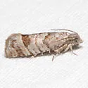 Eucosma gomonana - Hodges#3110 - photo 2