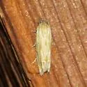 Eucosma grindeliana - Hodges#3002 - photo 2