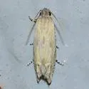 Eucosma grindeliana - Hodges#3002 - photo 3