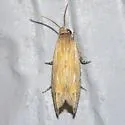 Eucosma grindeliana - Hodges#3002 - photo 4