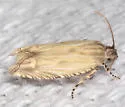 Eucosma grindeliana - Hodges#3002 - photo 5