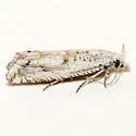 Eucosma hodgesi - Hodges#2997.1