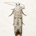 Eucosma hodgesi - Hodges#2997.1 - photo 2